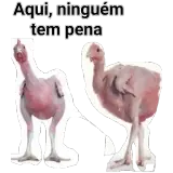 Figurinha de Memes Brasileiros para WhatsApp