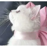 Figurinha de Gatos para WhatsApp