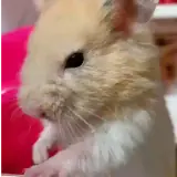 Figurinha de Animais para WhatsApp