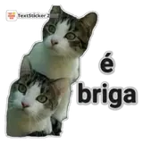 Figurinha de Gatos para WhatsApp