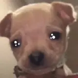 Figurinha de Cachorros para WhatsApp