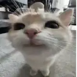 Gatos WhatsApp sticker