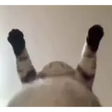 Figurinha de Gatos para WhatsApp