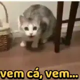 Figurinha de Gatos para WhatsApp