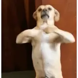 Figurinha de Cachorros para WhatsApp