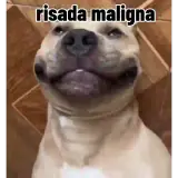 Figurinha para WhatsApp