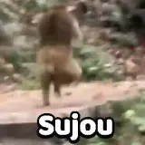 Figurinha de Animais para WhatsApp