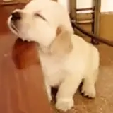 Figurinha de Cachorros para WhatsApp