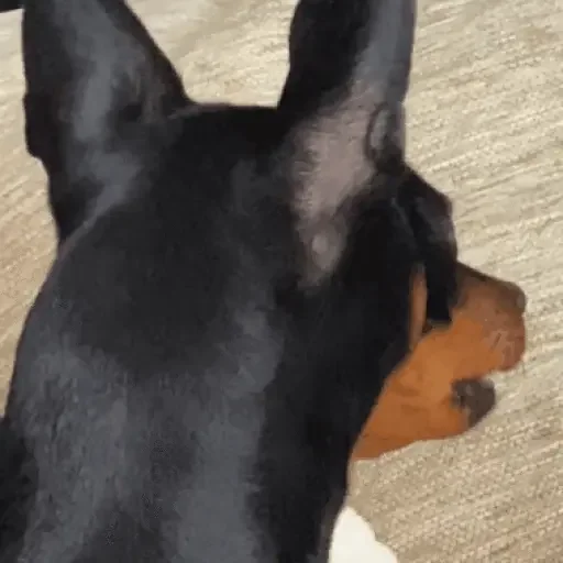 Figurinha para WhatsApp — Cachorros