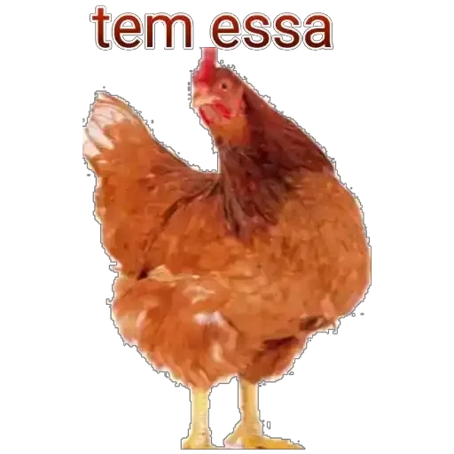 Figurinha para WhatsApp