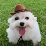 Sticker de Cachorros para WhatsApp