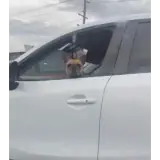 Sticker de Animais para WhatsApp