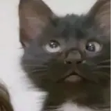 Figurinha de Gatos para WhatsApp