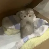 Figurinha para WhatsApp