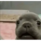 Figurinha de Cachorros para WhatsApp