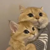 Figurinha para WhatsApp