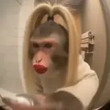 Figurinha de Memes para WhatsApp