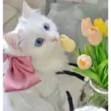 Figurinha de Animais para WhatsApp