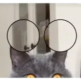 Figurinha de Gatos para WhatsApp