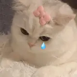 Figurinha de Animais para WhatsApp