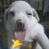 Figurinha de Cachorros para WhatsApp