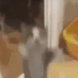 Gatos WhatsApp sticker