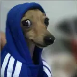 Figurinha de Cachorros para WhatsApp