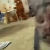 Figurinha para WhatsApp