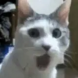 Figurinha de Gatos para WhatsApp