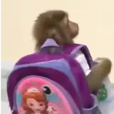 Animais WhatsApp sticker