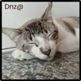 Figurinha de Gatos para WhatsApp