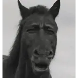 Sticker para WhatsApp