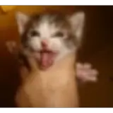 Sticker de Engraçados para WhatsApp