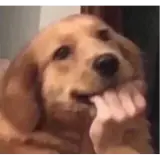 Figurinha de Cachorros para WhatsApp