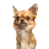 Figurinha de Cachorros para WhatsApp