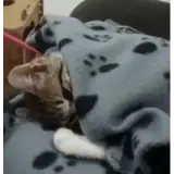 Figurinha para WhatsApp