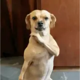 Figurinha de Cachorros para WhatsApp