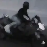 Figurinha de Animais para WhatsApp