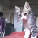 Figurinha de Animais para WhatsApp