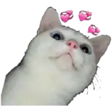 Figurinha de Gatos para WhatsApp