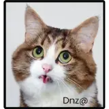 Figurinha de Gatos para WhatsApp