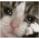 Figurinha de Gatos para WhatsApp