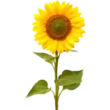 Figurinha para WhatsApp