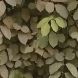 Figurinha para WhatsApp