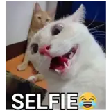 Gatos WhatsApp sticker