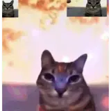 Figurinha de Gatos para WhatsApp