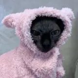 Figurinha de Gatos para WhatsApp