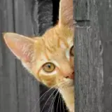 Figurinha de Gatos para WhatsApp