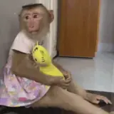 Figurinha de Animais para WhatsApp