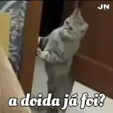 Gatos WhatsApp sticker